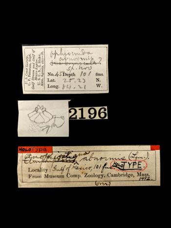 Media type: image;   Invertebrate Zoology OPH-1492 Aspect: labels